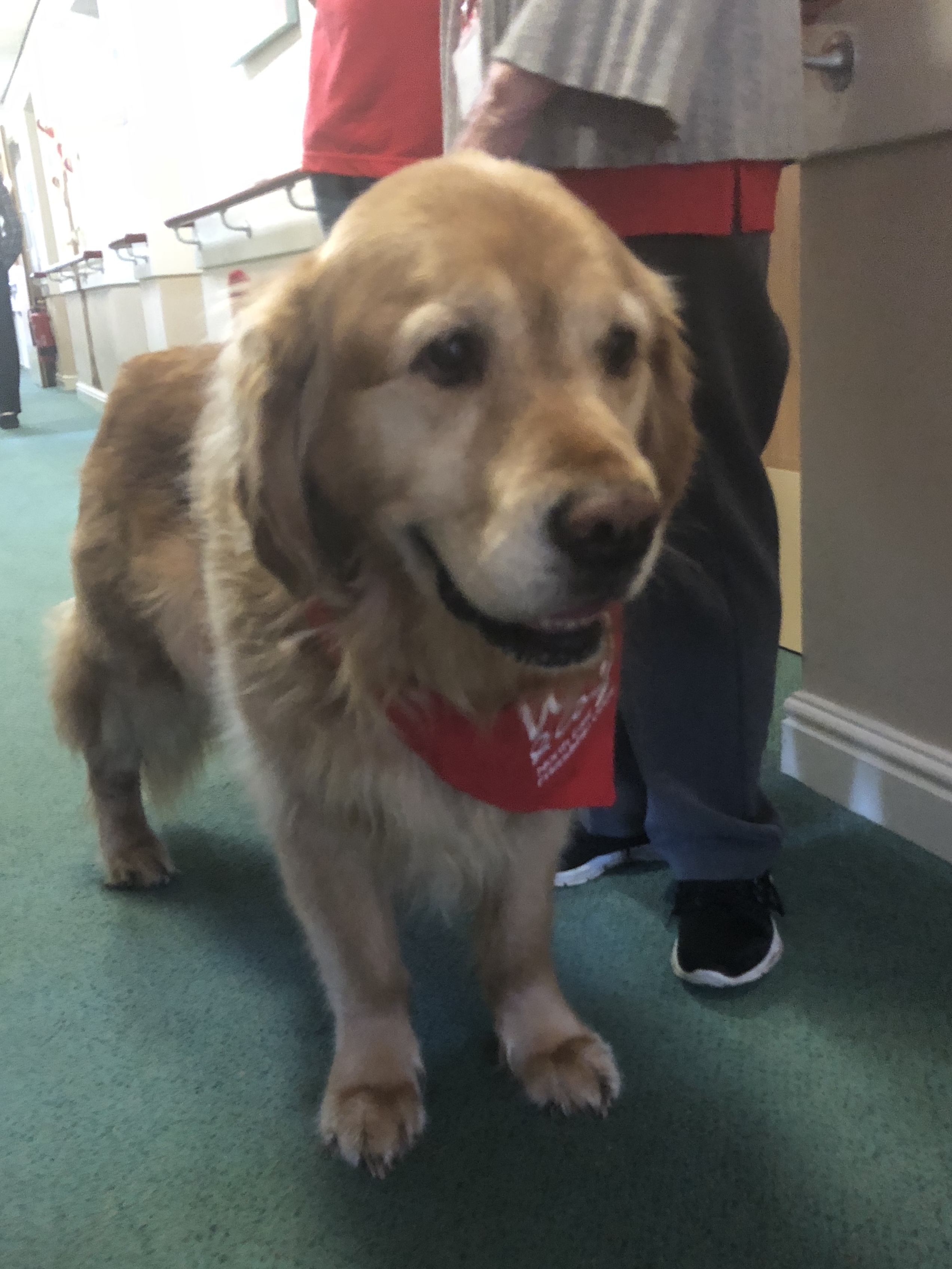 Harvey visits Four Seasons Care Home: Key Healthcare is dedicated to caring for elderly residents in safe. We have multiple dementia care homes including our care home middlesbrough, our care home St. Helen and care home saltburn. We excel in monitoring and improving care levels.